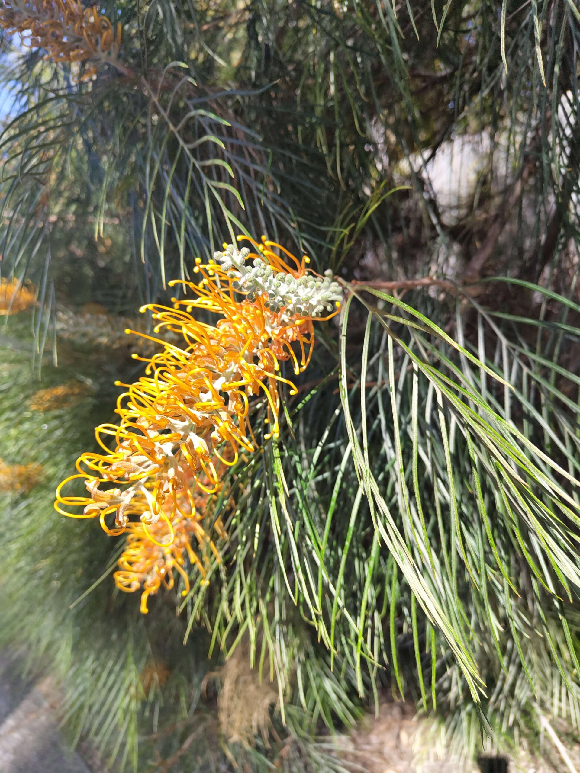 Grevillea