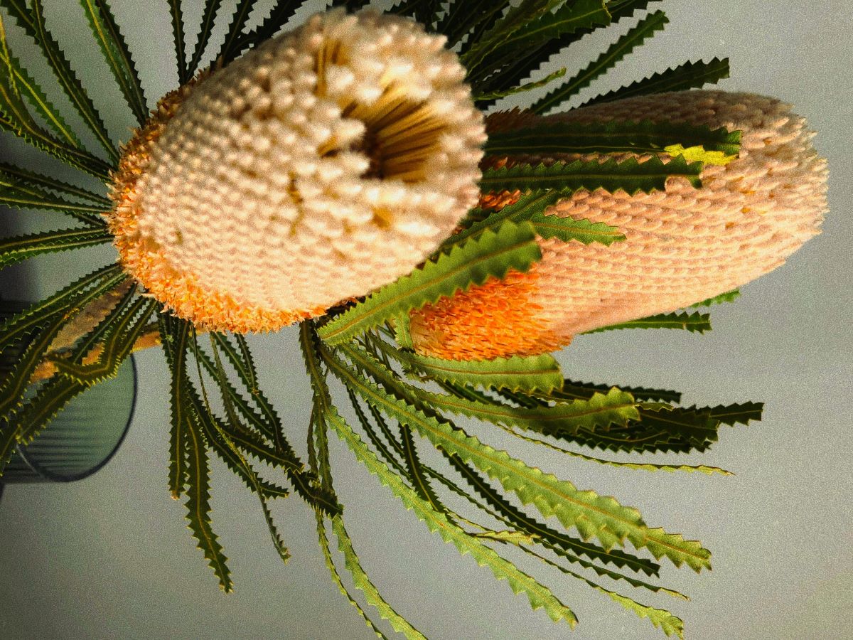 Banksia